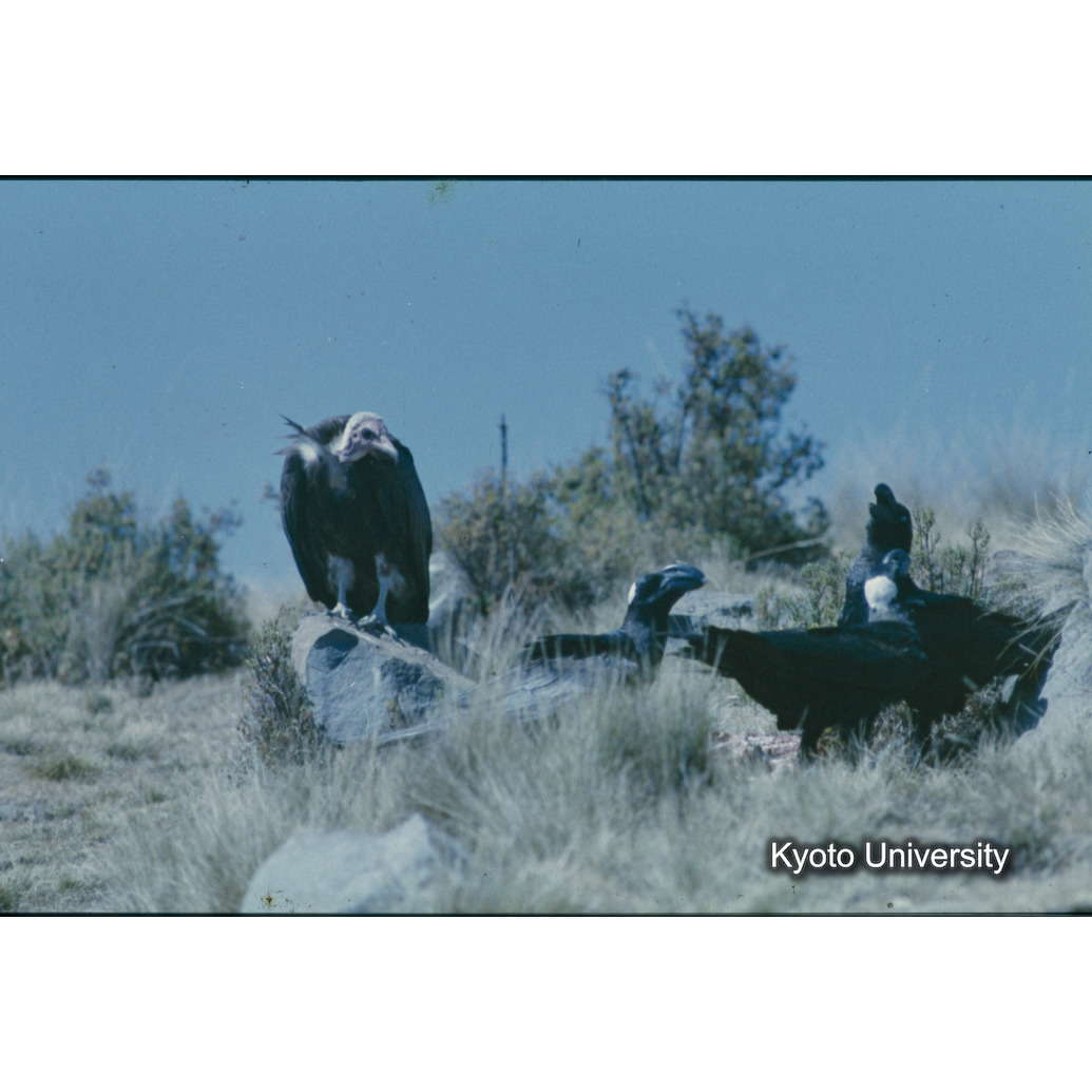 Sm　1973　R37　●[赤色シール] (1)