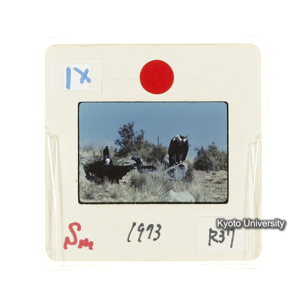 Sm　1973　R37　●[赤色シール] (2)