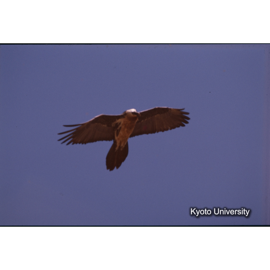 Sm　1973　R36　●[赤色シール] (1)