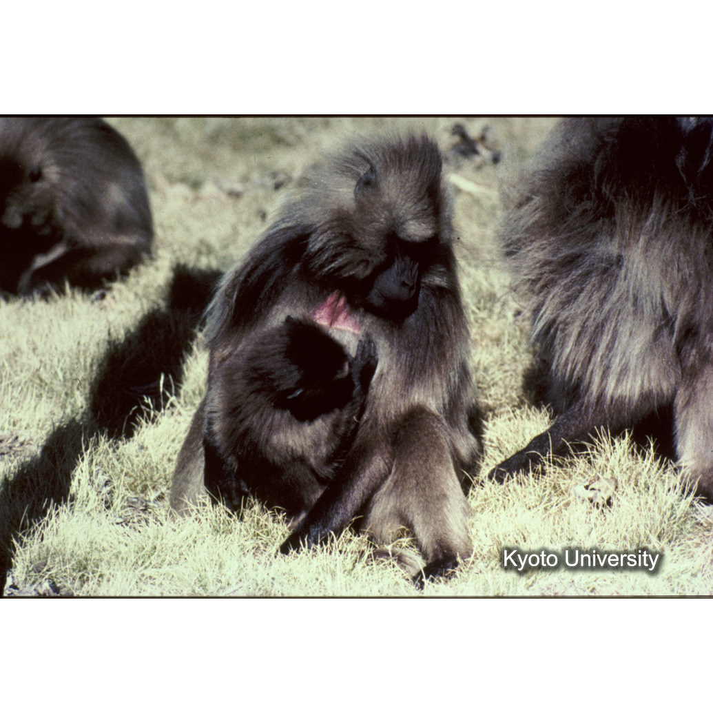 Sm　1973　R30　●[赤色シール] (1)