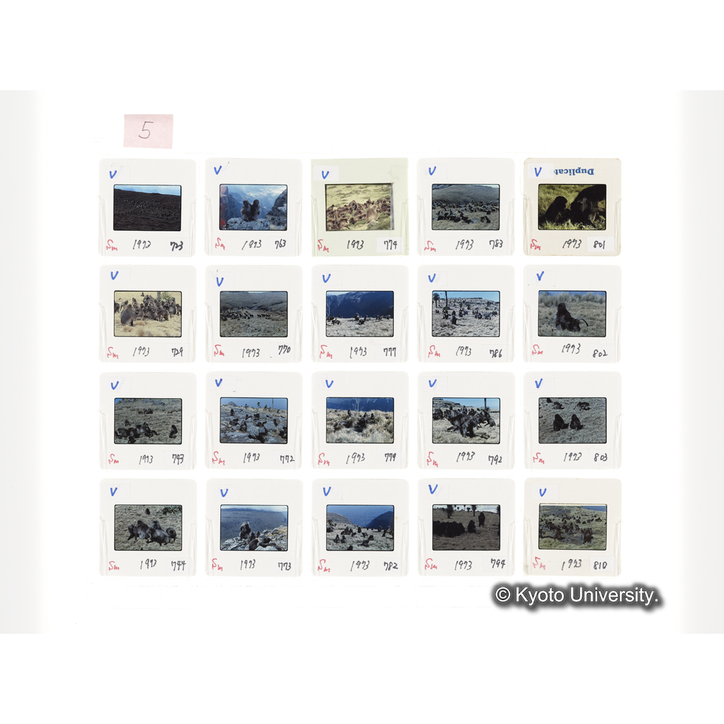 [スライドシート] 5 (1)