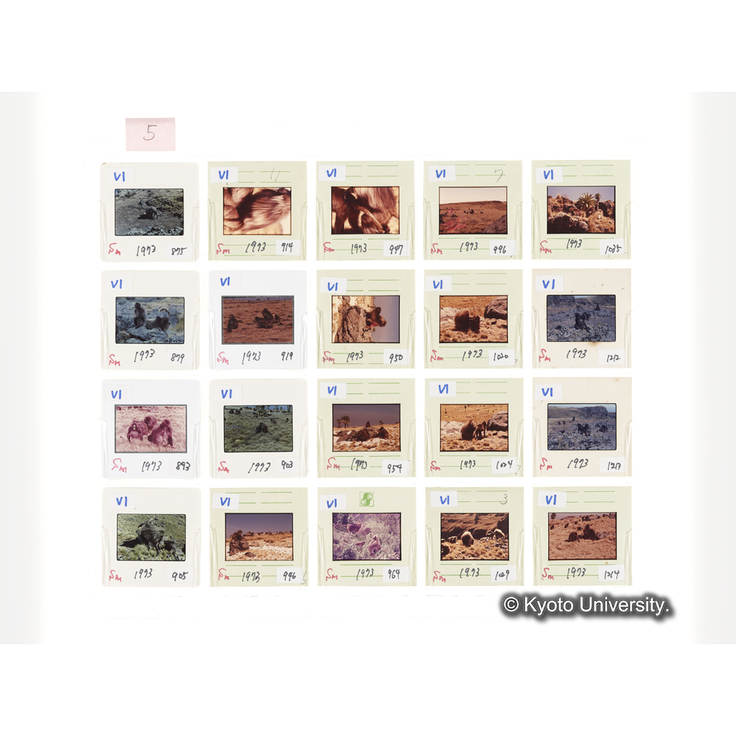 [スライドシート] 5 (1)