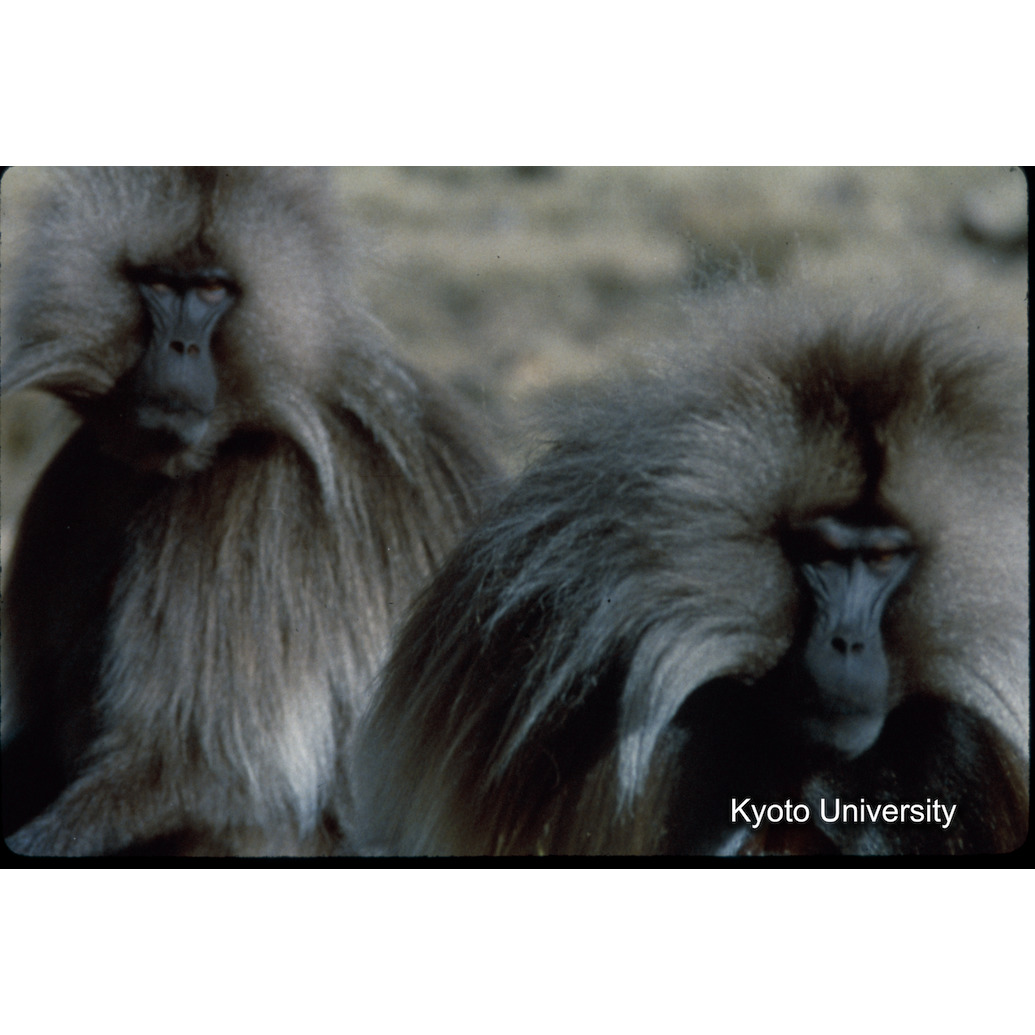 Sm　1973　1489 (1)