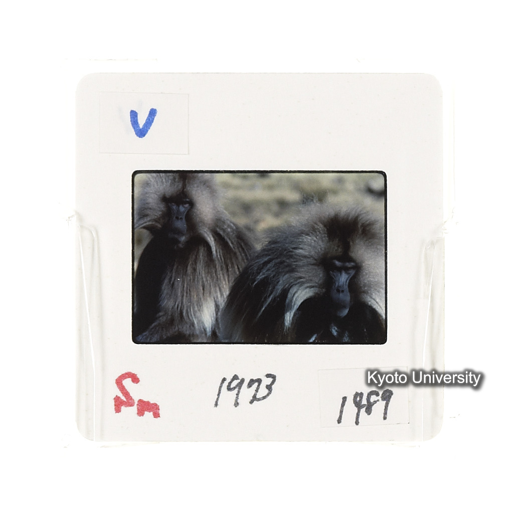 Sm　1973　1489 (2)