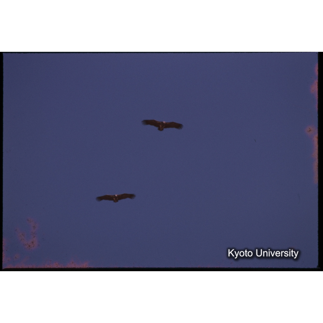 Sm　1973　1045 (1)