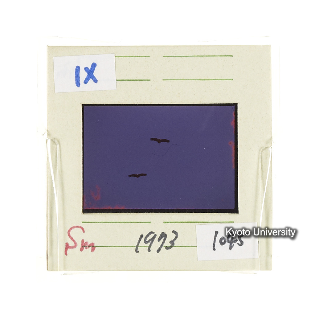 Sm　1973　1045 (2)