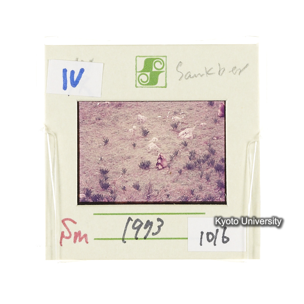 Sm　1973　1016 (2)