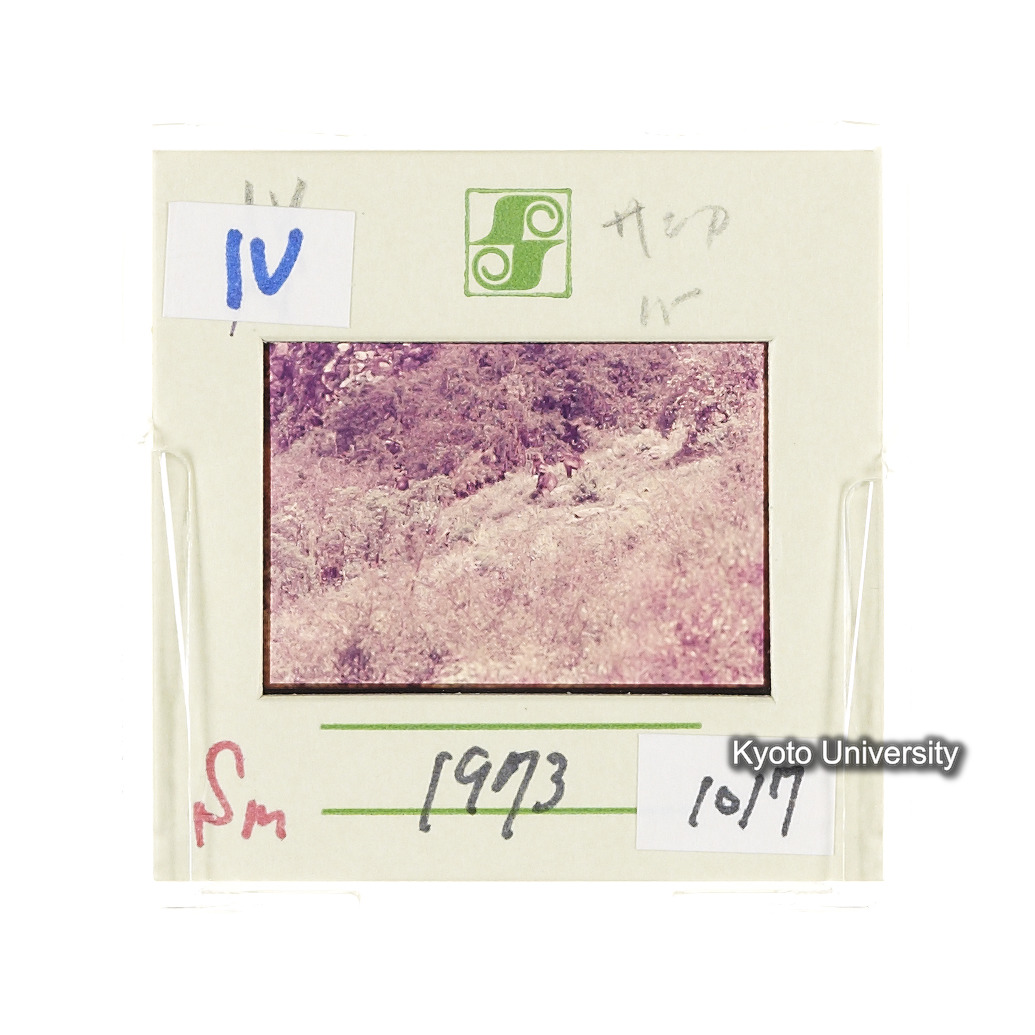 Sm　1973　1017 (2)