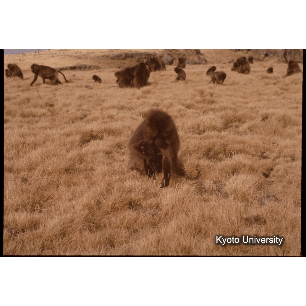 Sm　1973　1028 (1)