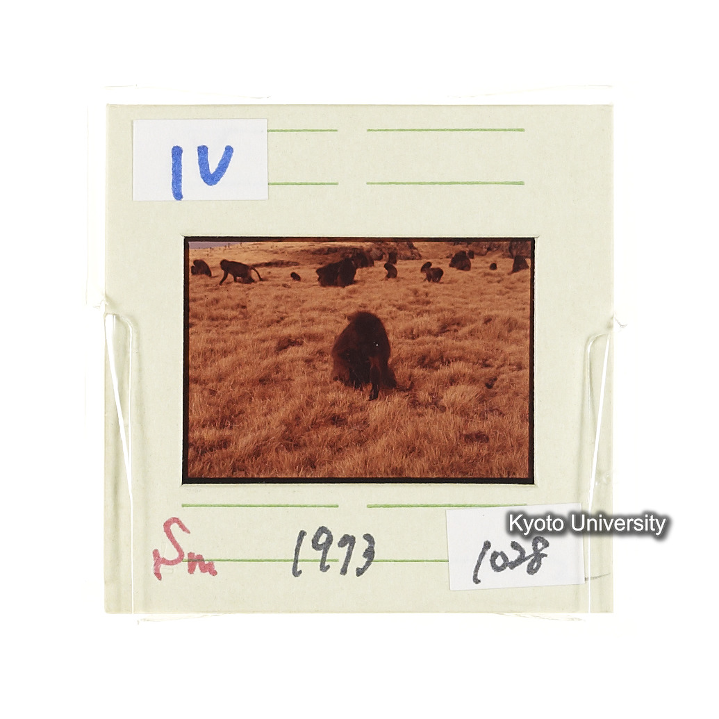 Sm　1973　1028 (2)