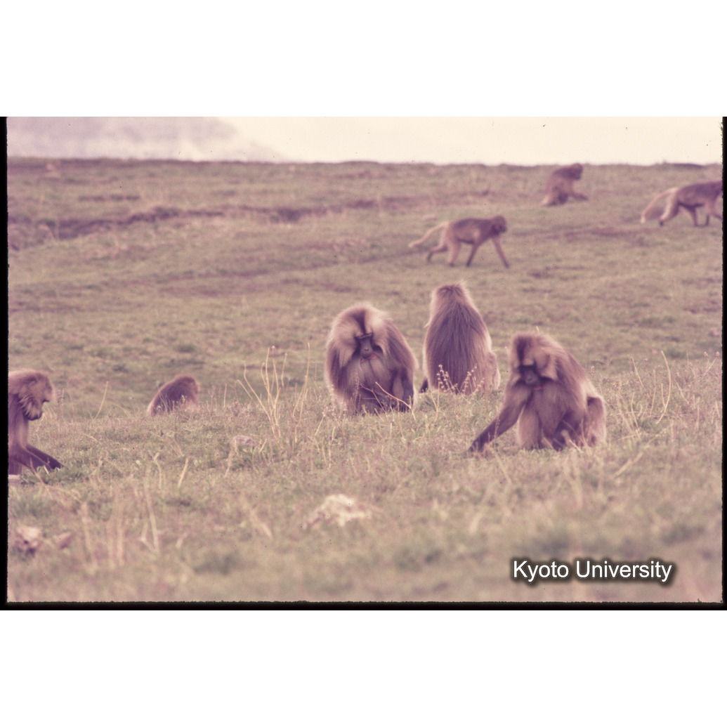 Sm　1973　1037 (1)