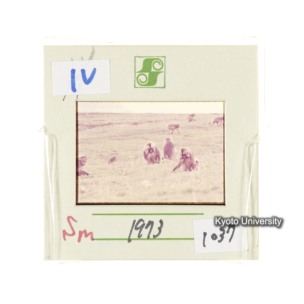 Sm　1973　1037 (2)