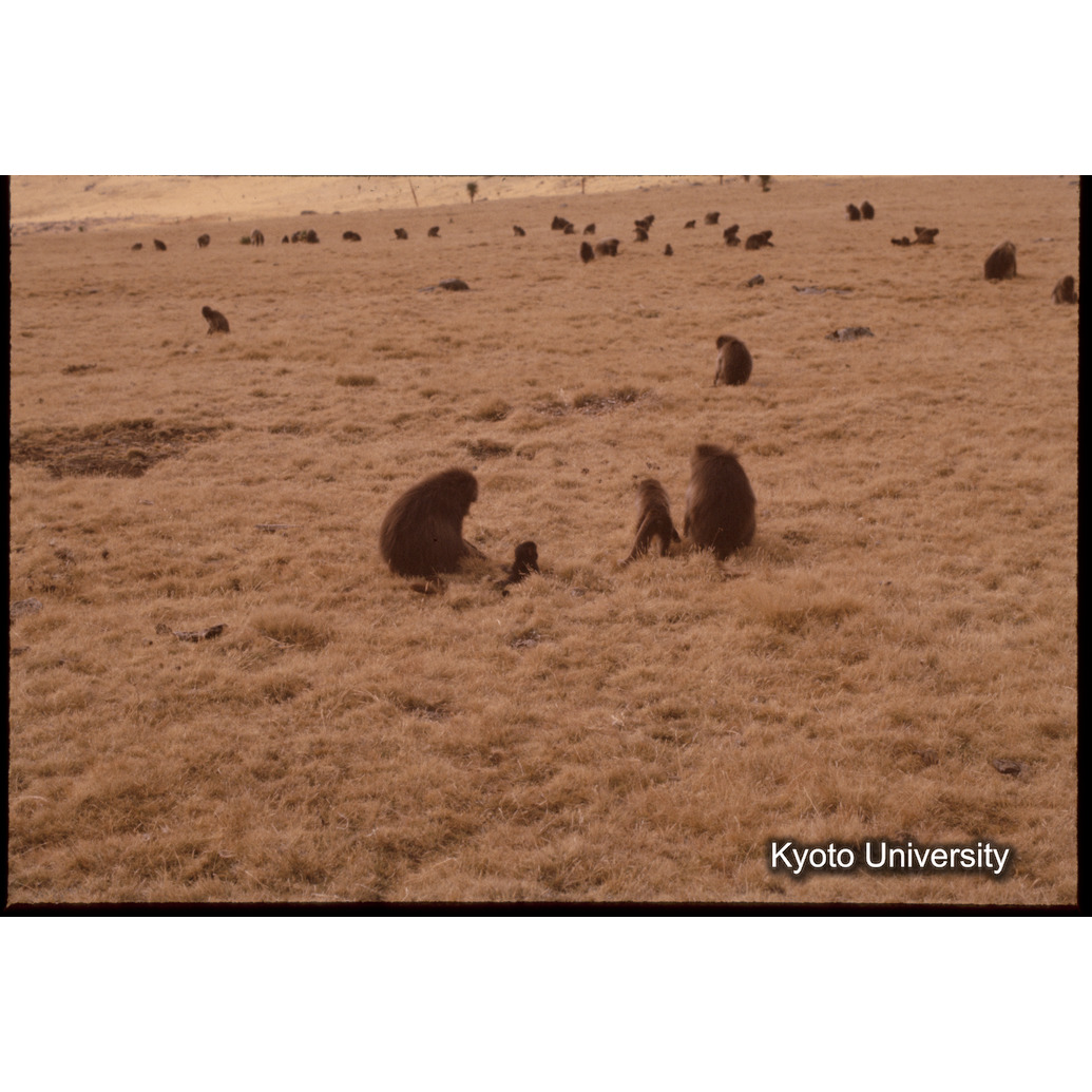 Sm　1973　1040 (1)