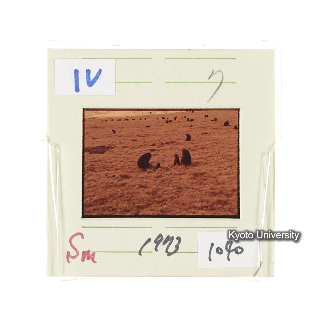 Sm　1973　1040 (2)