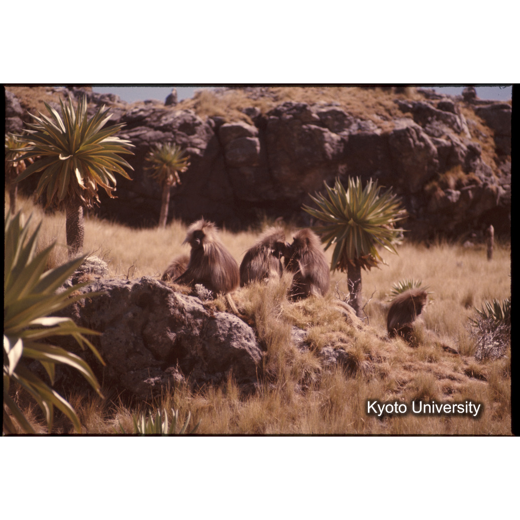 Sm　1973　1041 (1)