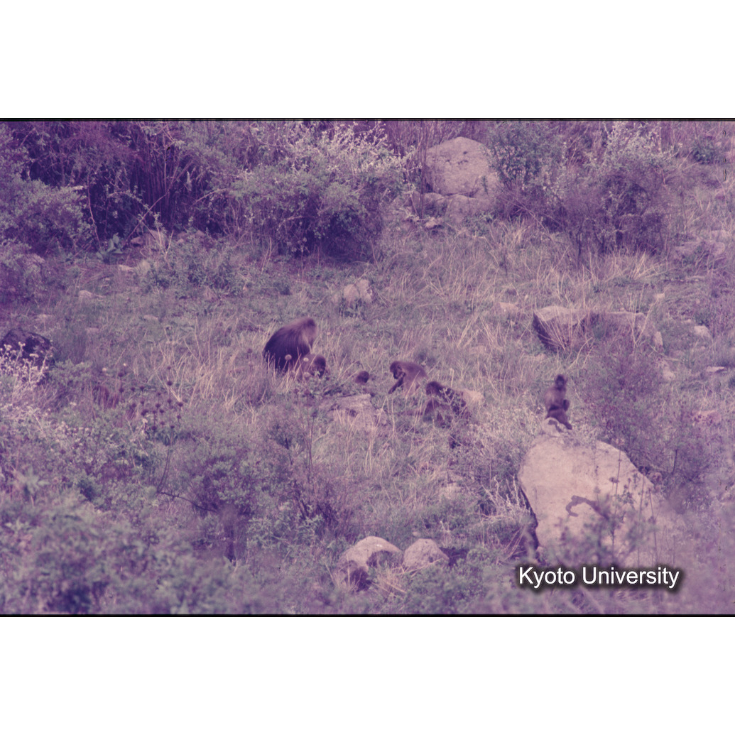 Sm　1973　1044 (1)