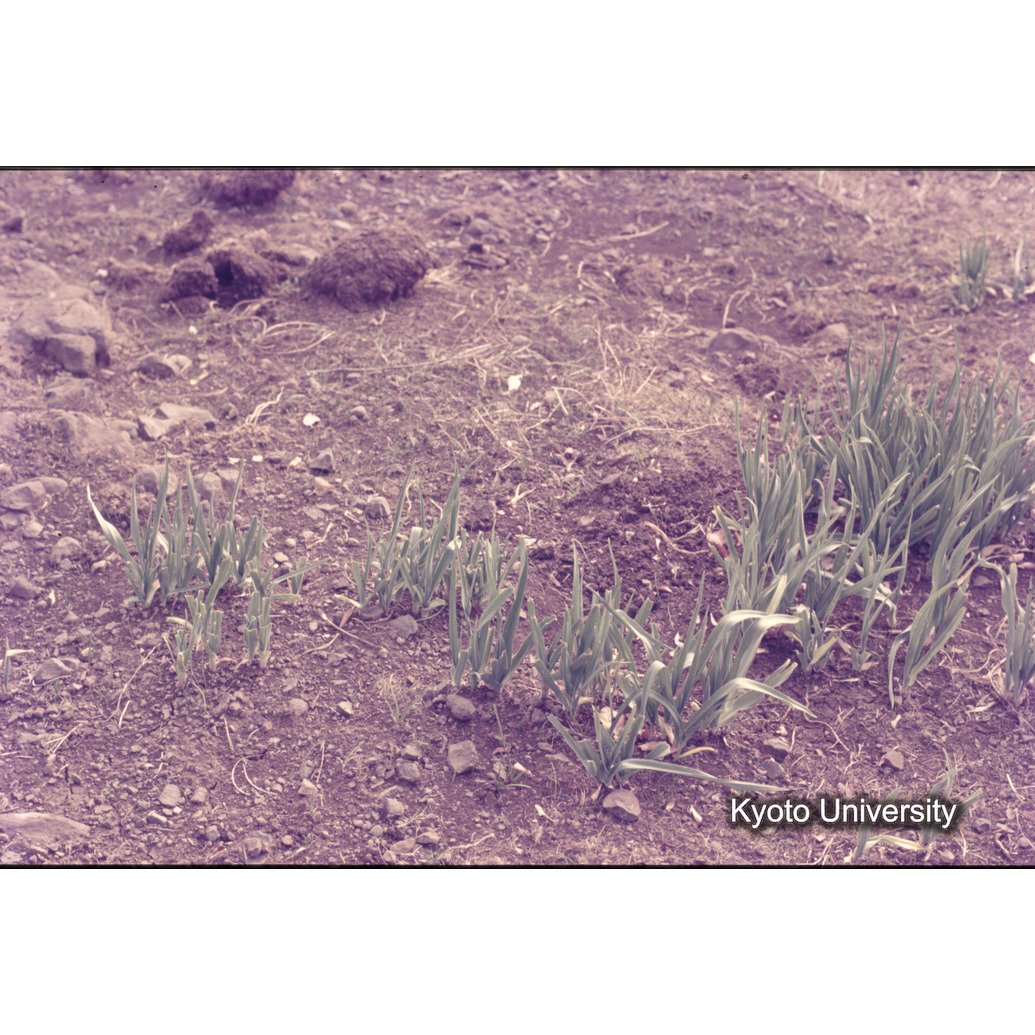 Sm　1973　1132 (1)