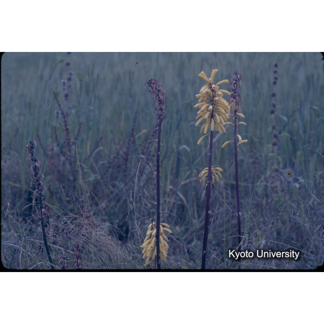 Sm　1973　1176 (1)