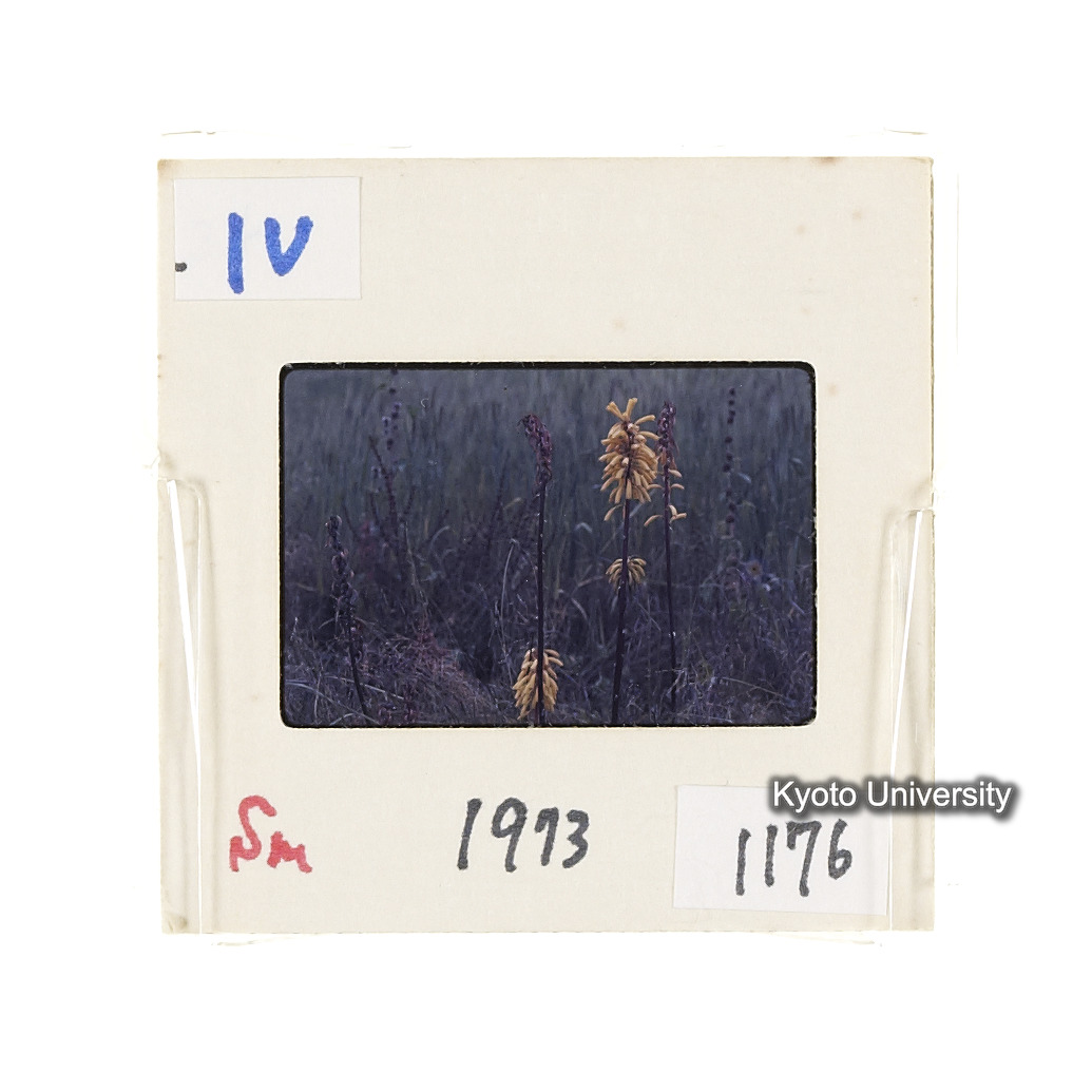 Sm　1973　1176 (2)