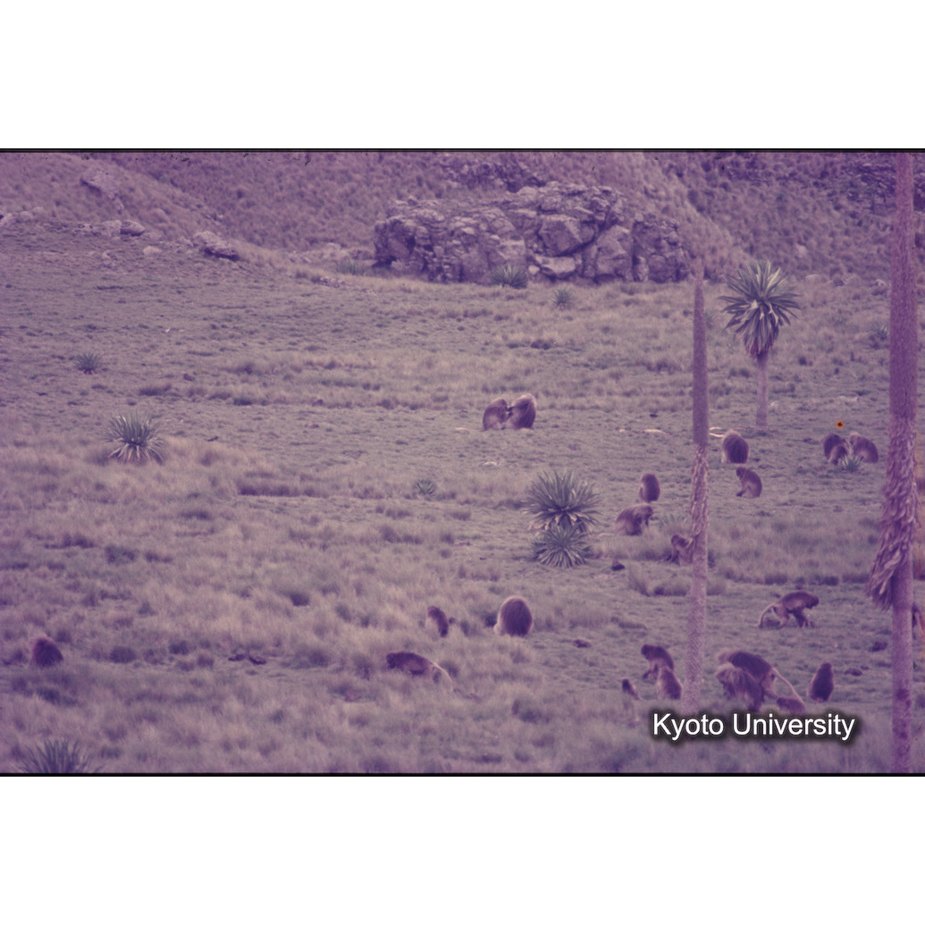 Sm　1973　1192 (1)