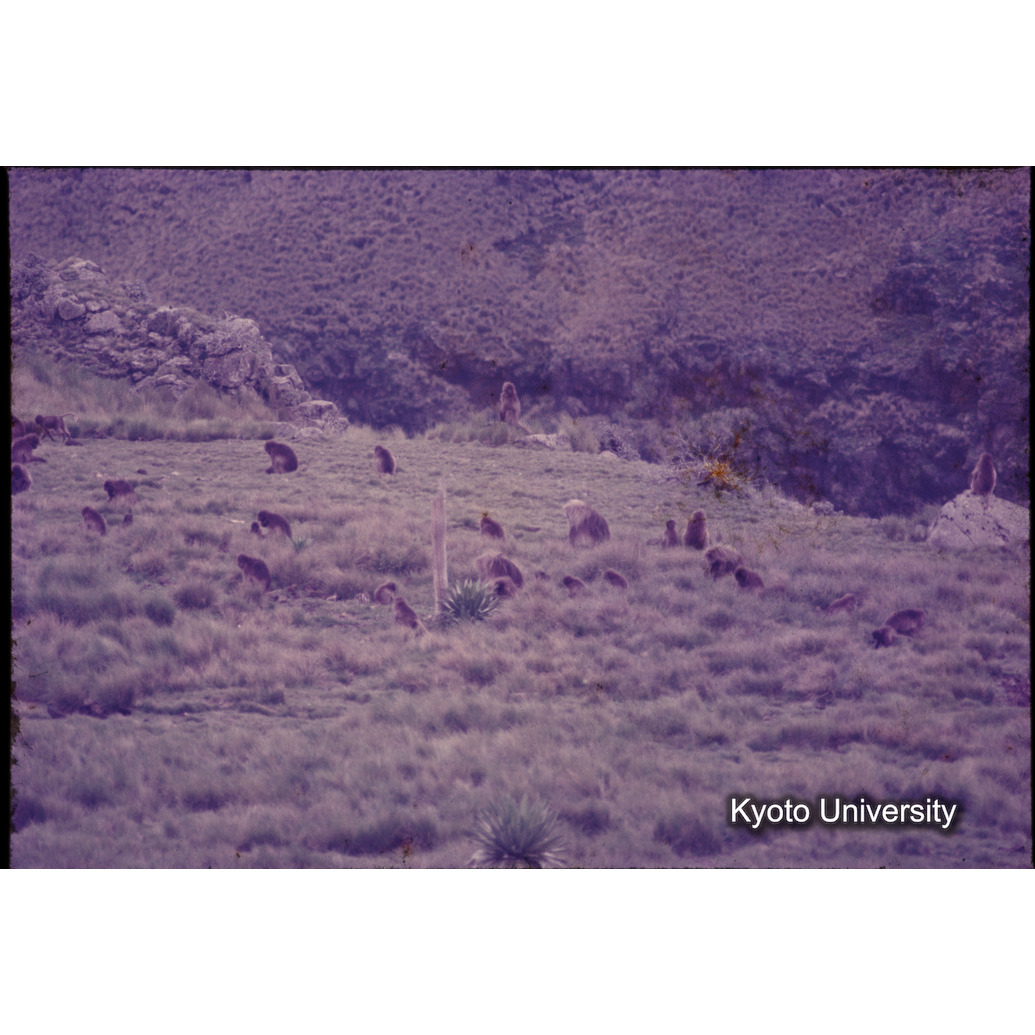 Sm　1973　1204 (1)