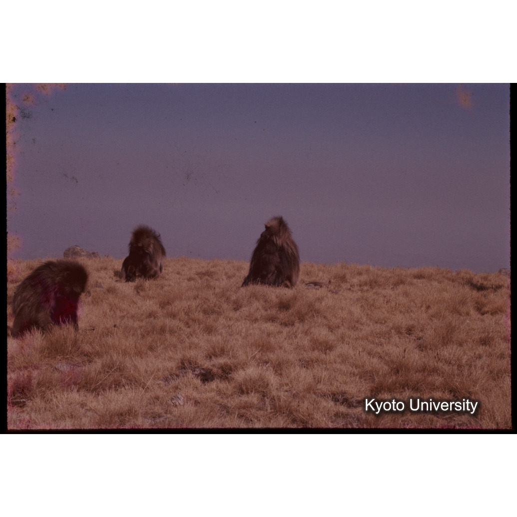 Sm　1973　1210 (1)