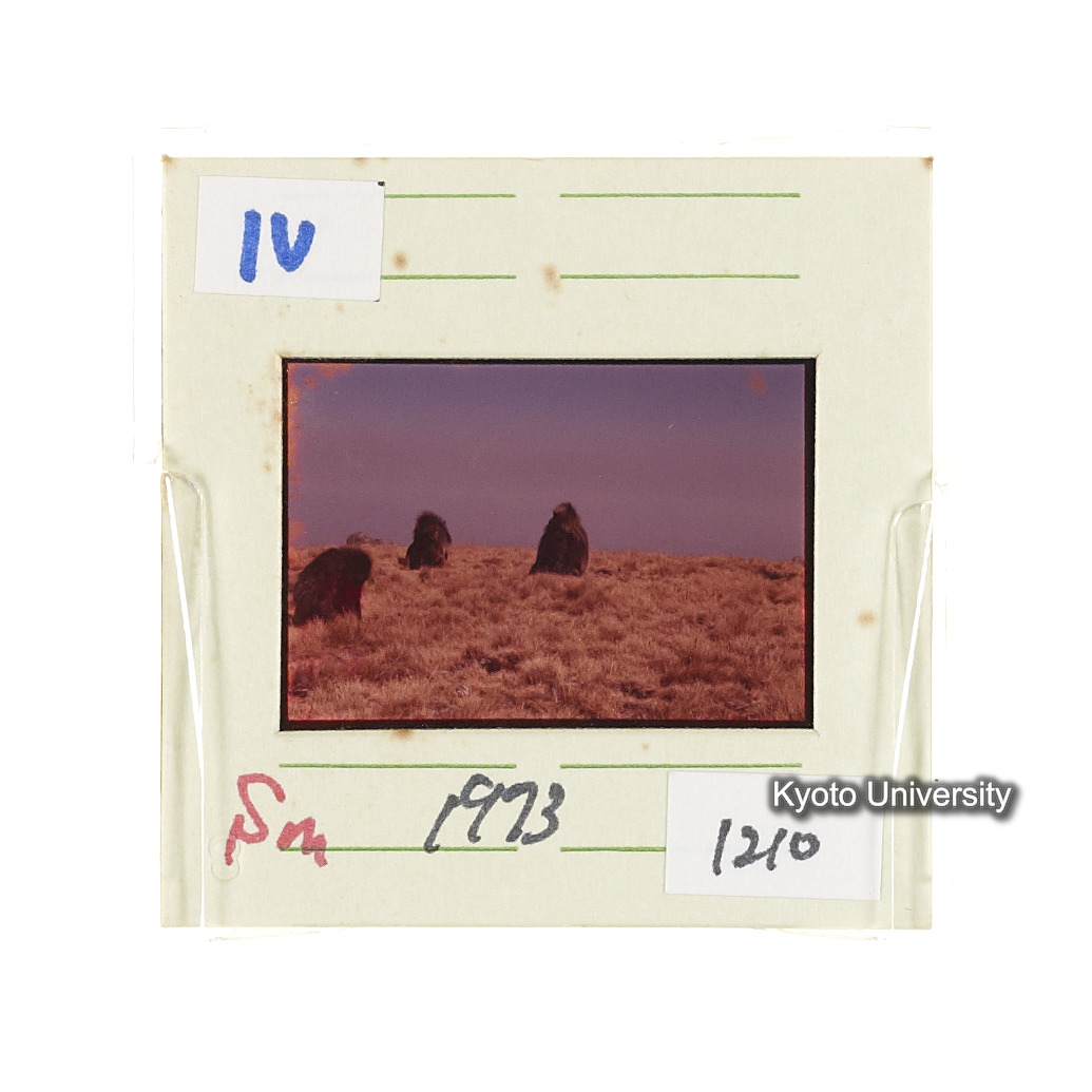 Sm　1973　1210 (2)