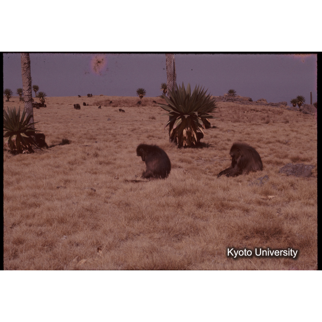 Sm　1973　1211 (1)