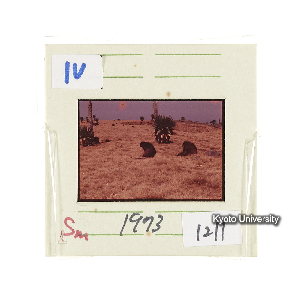 Sm　1973　1211 (2)