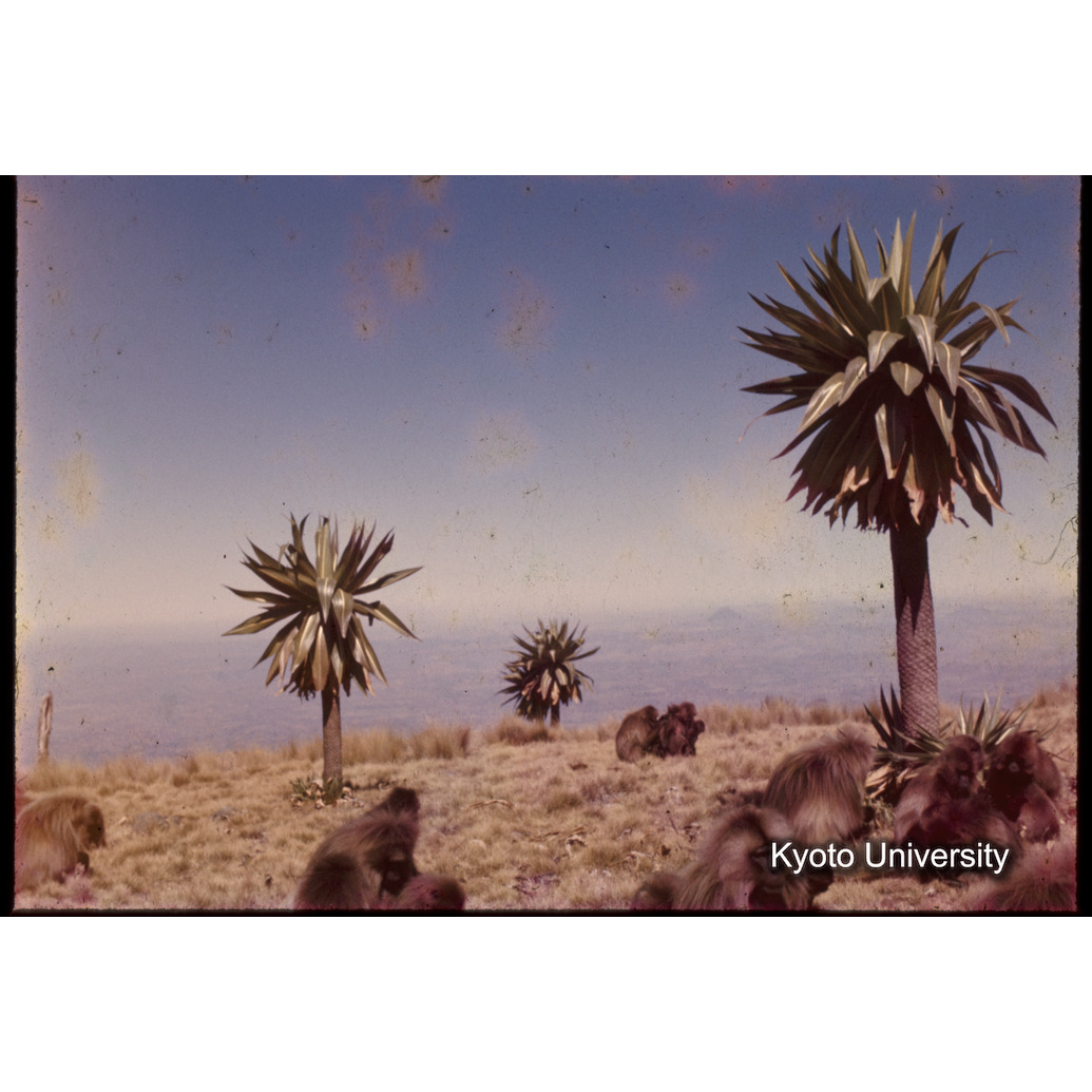 Sm　1973　1233 (1)