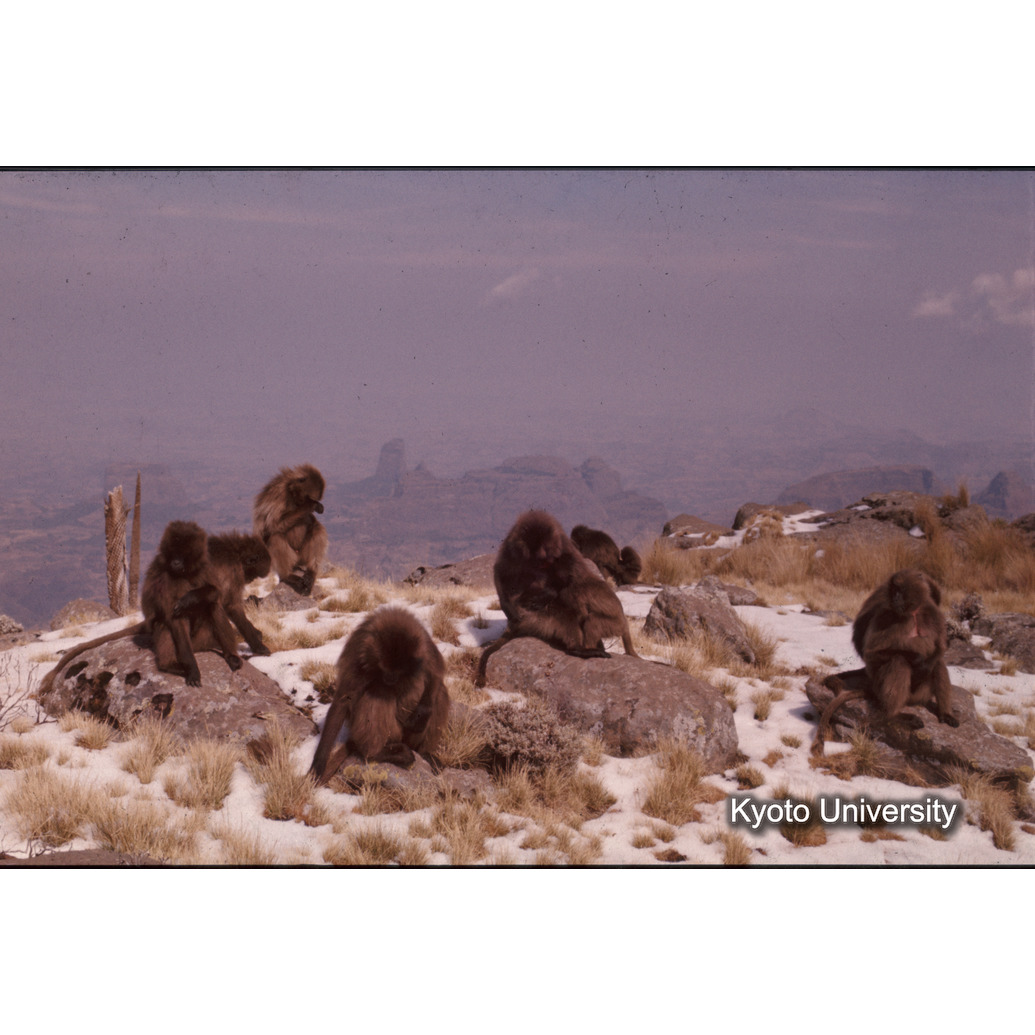 Sm　1973　1239 (1)