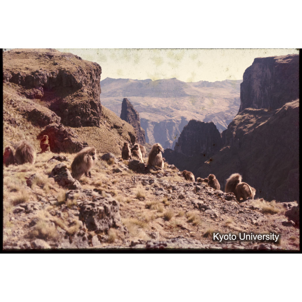 Sm　1973　1242 (1)