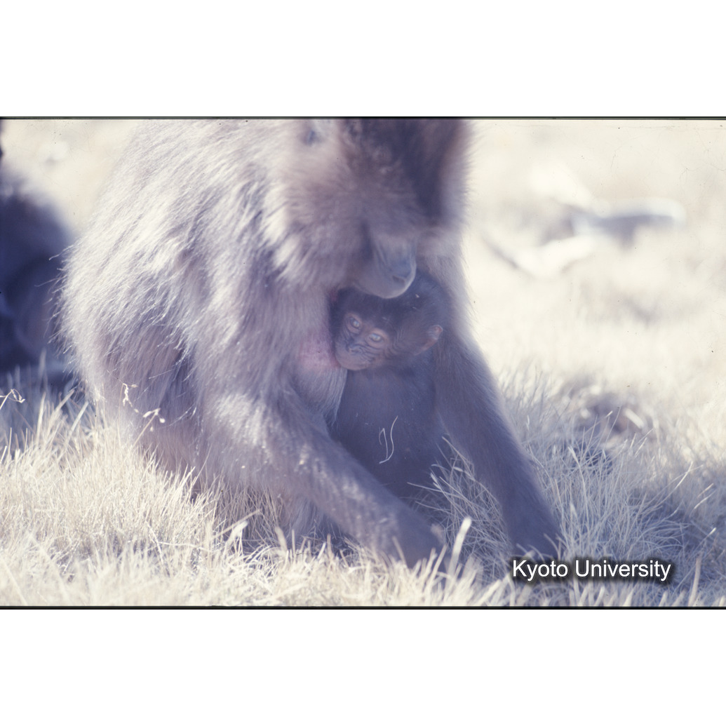 Sm　1973　1274 (1)