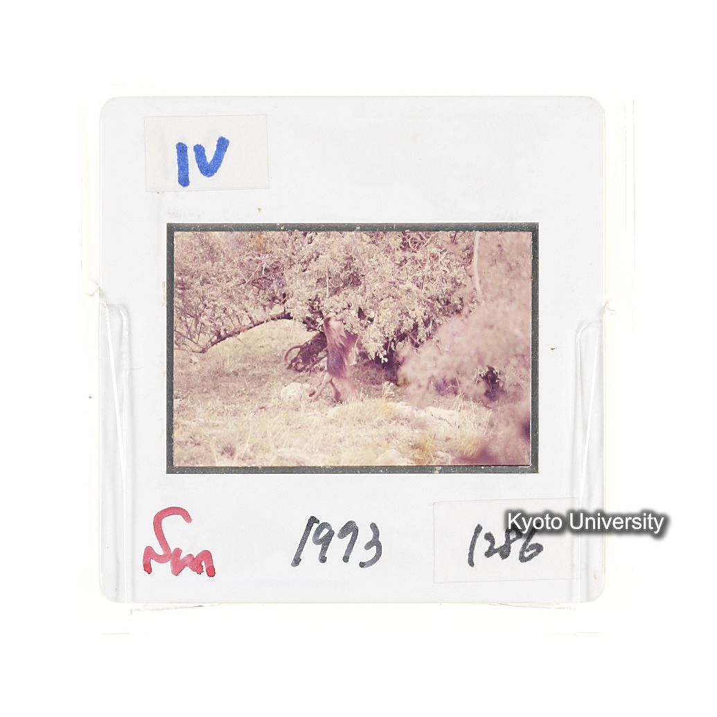 Sm　1973　1286 (2)