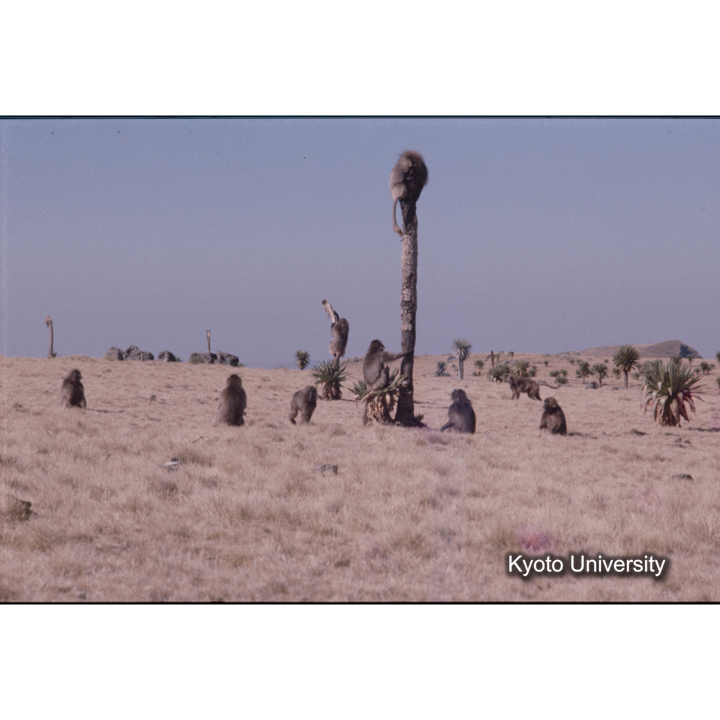 Sm　1973　1290 (1)