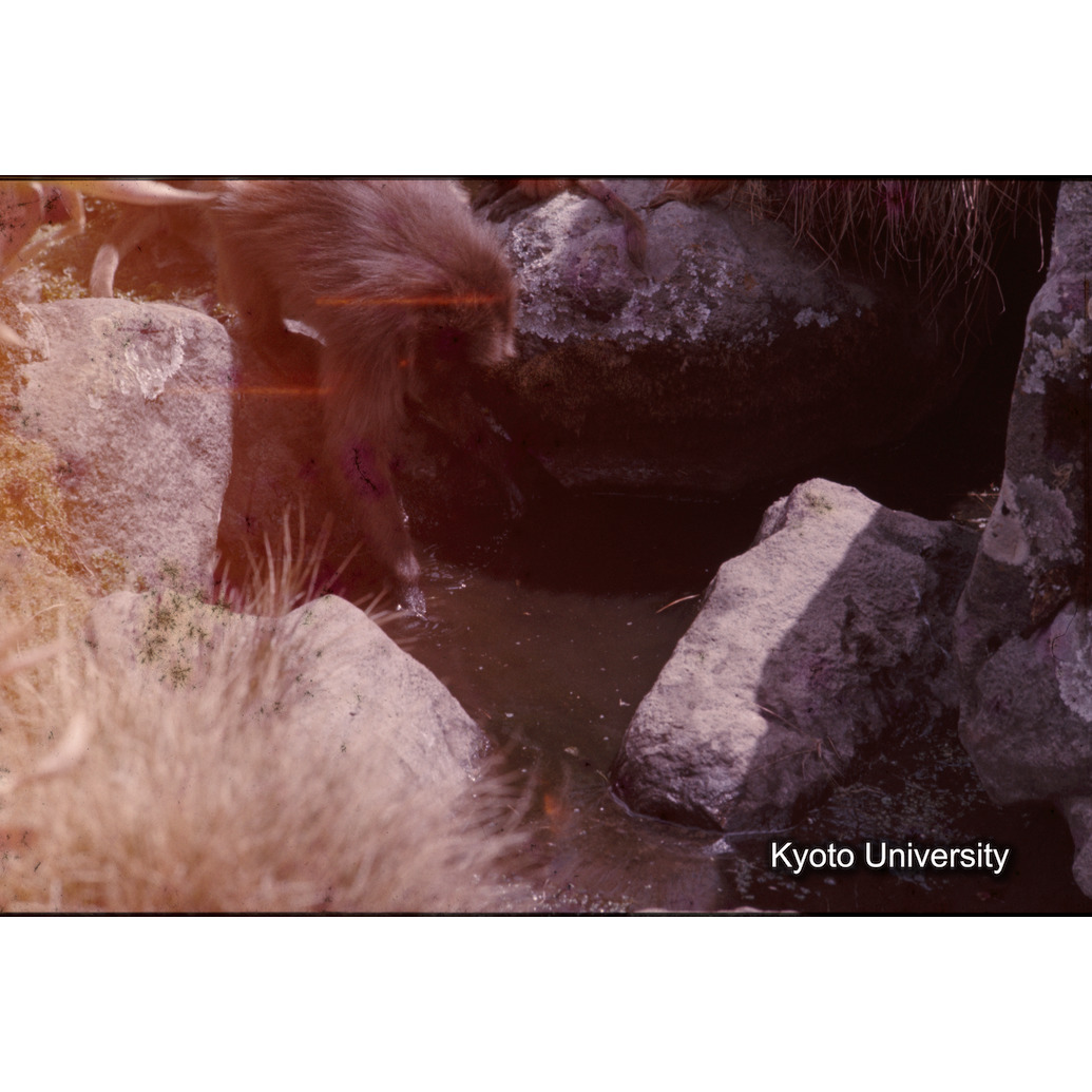 Sm　1973　1303 (1)