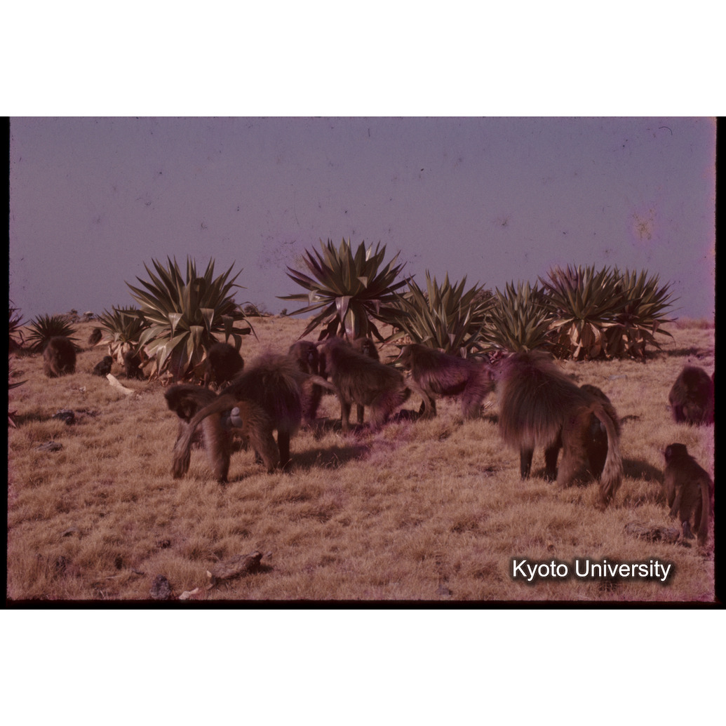 Sm　1973　1343 (1)