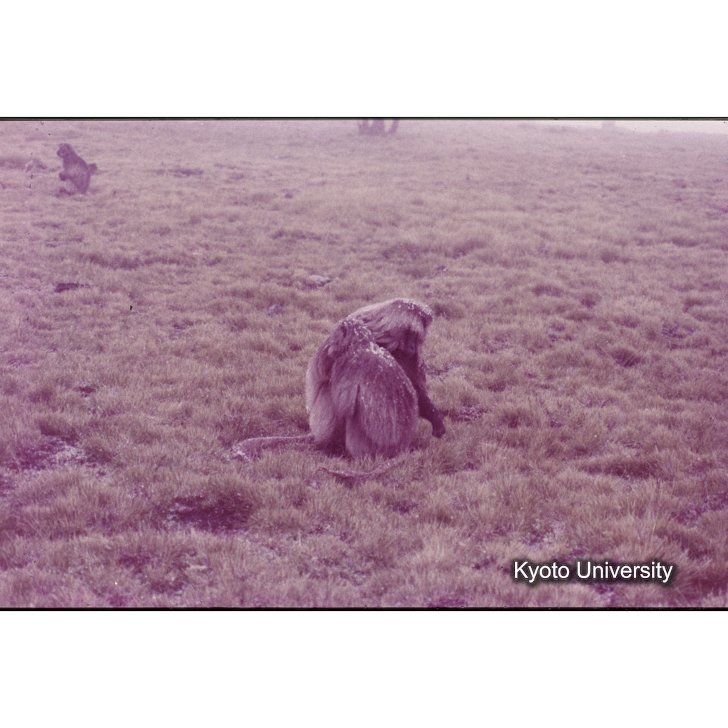 Sm　1973　1346 (1)