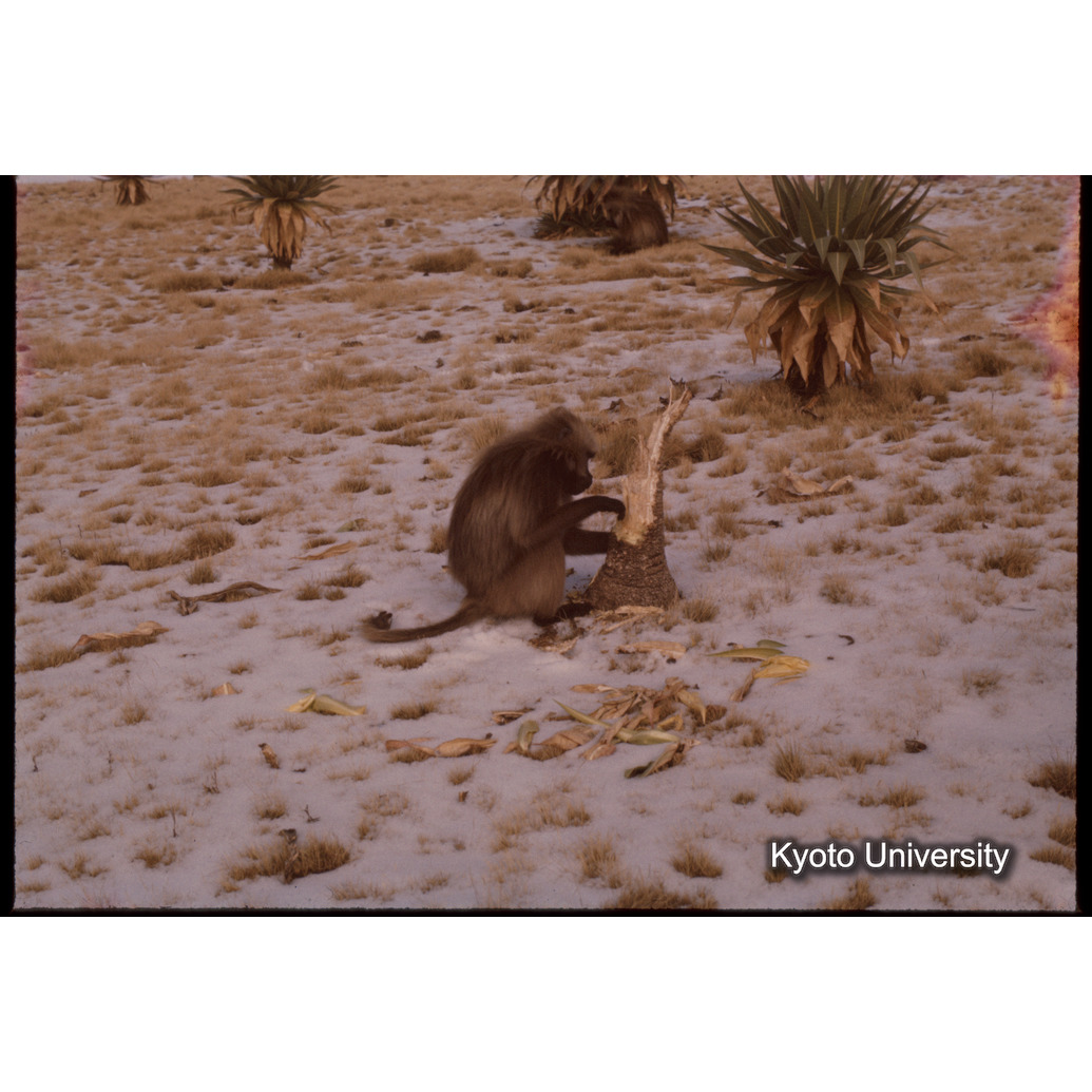 Sm　1973　1381 (1)