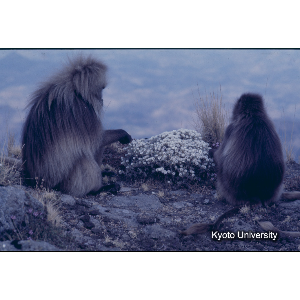 Sm　1973　1423 (1)