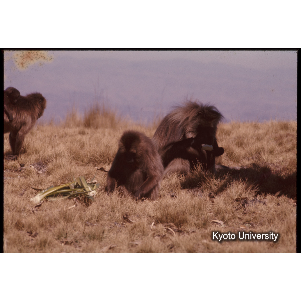 Sm　1973　1432 (1)