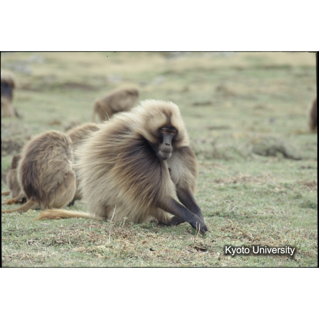 Sm　1973　17　（N）[赤色, 丸囲み] (1)