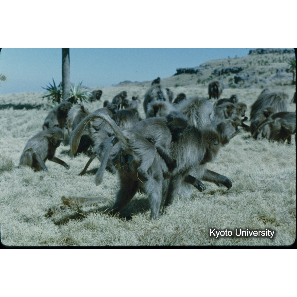 Sm　1973　22　（N）[赤色, 丸囲み] (1)