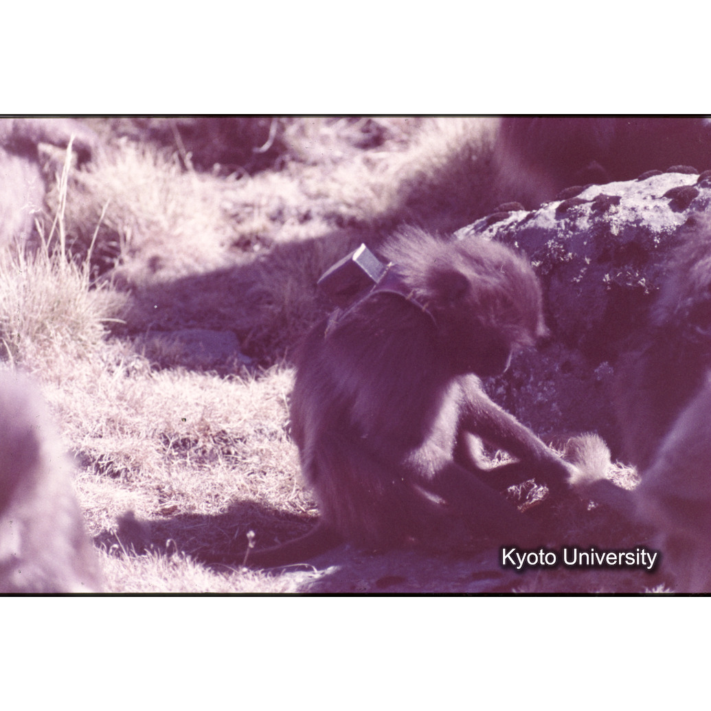 Sm　1973　36　（N）[赤色, 丸囲み] (1)