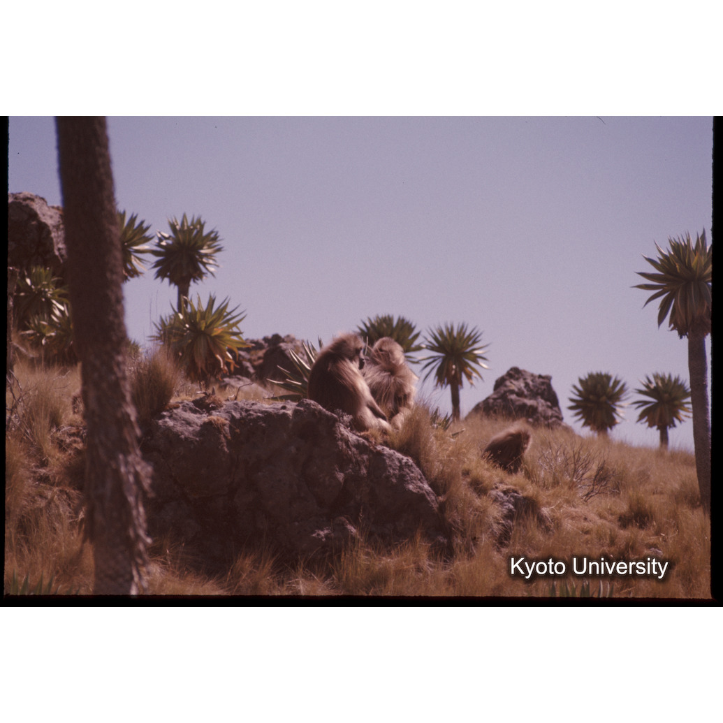 Sm　1973　90　（N）[赤色, 丸囲み] (1)