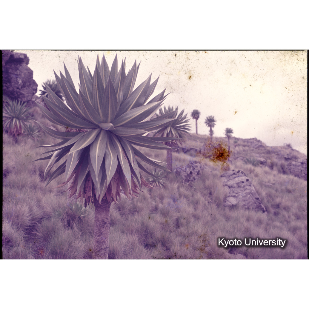 Sm　1973　1313 (1)