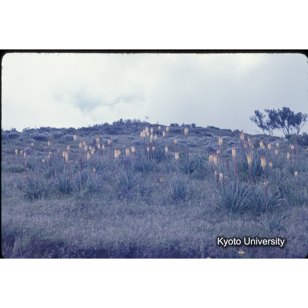 Sm　1973　1434 (1)