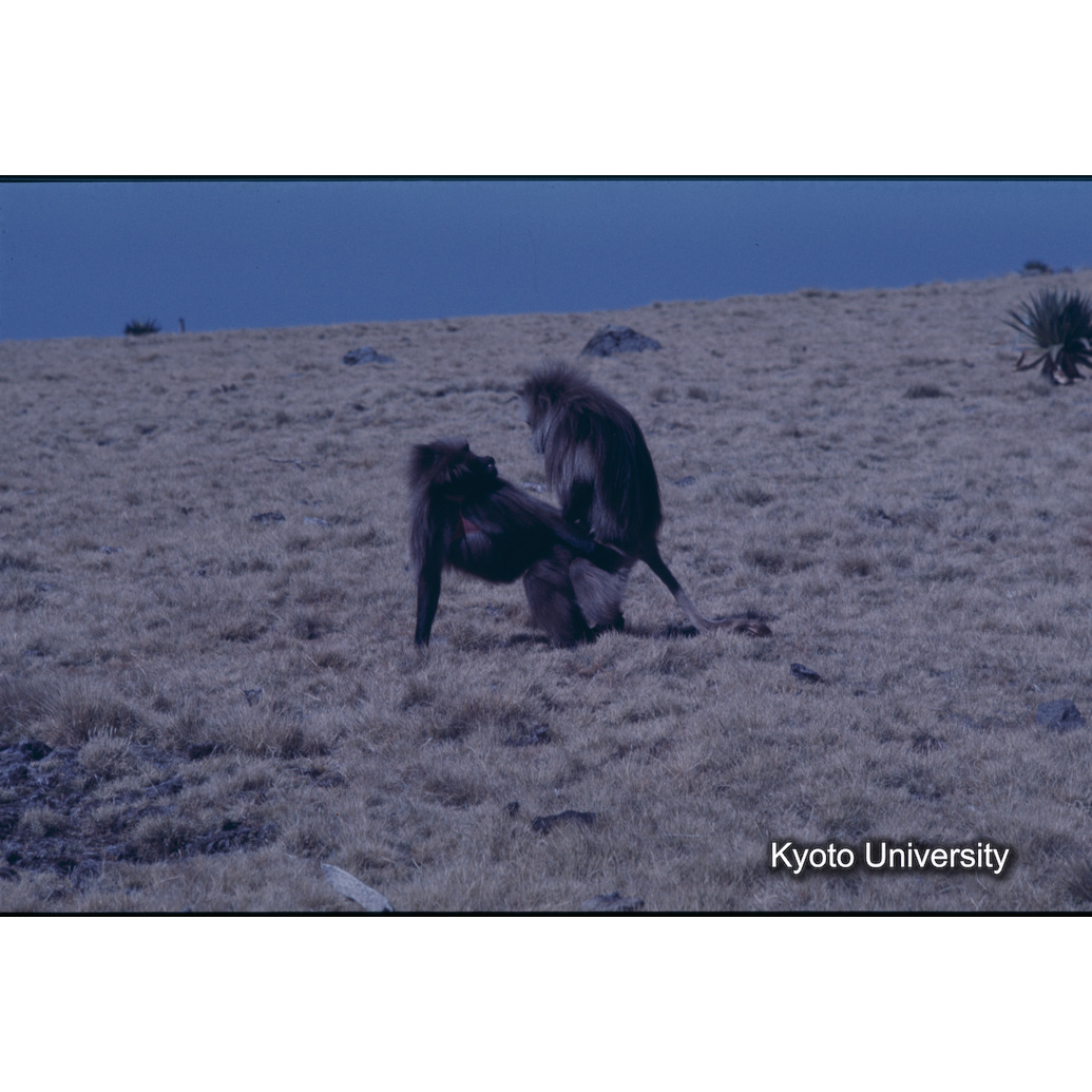 Sm　1973　1488 (1)