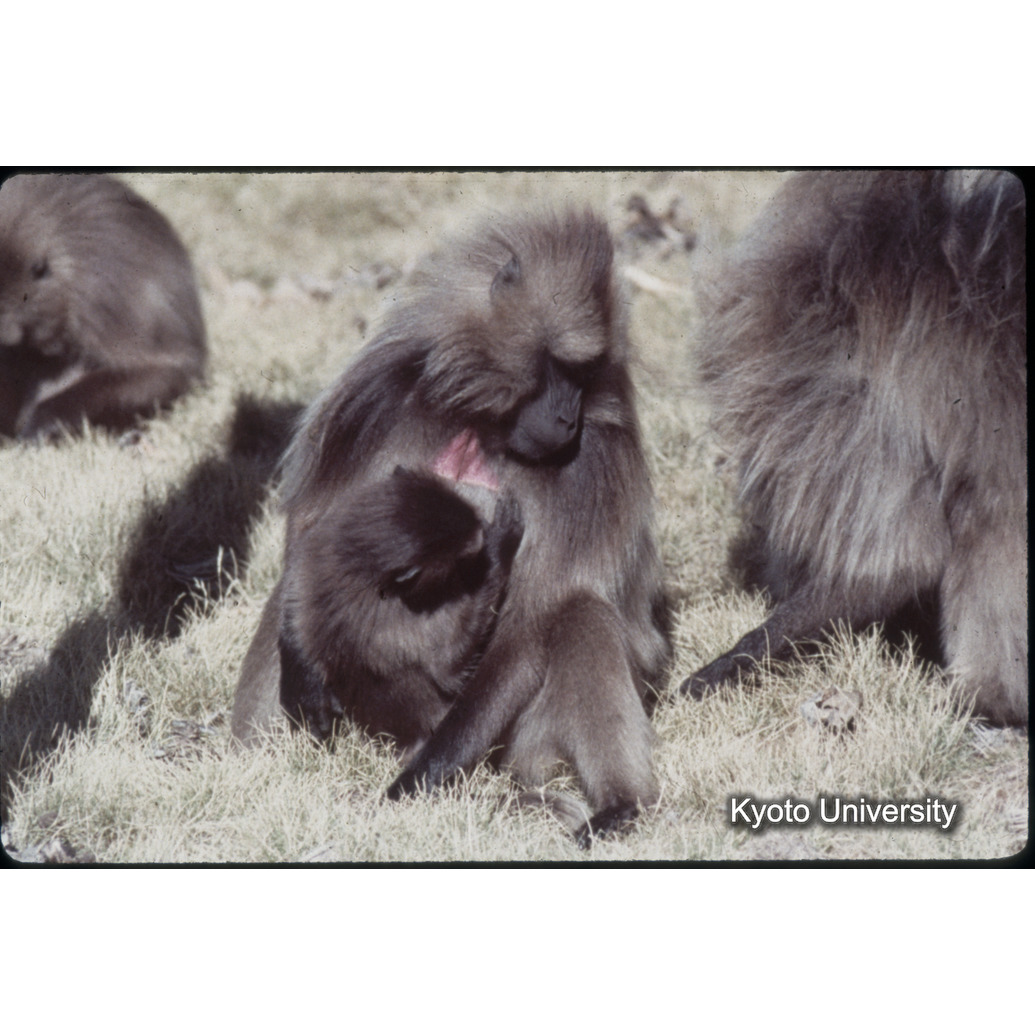 Sm　1973　1490 (1)