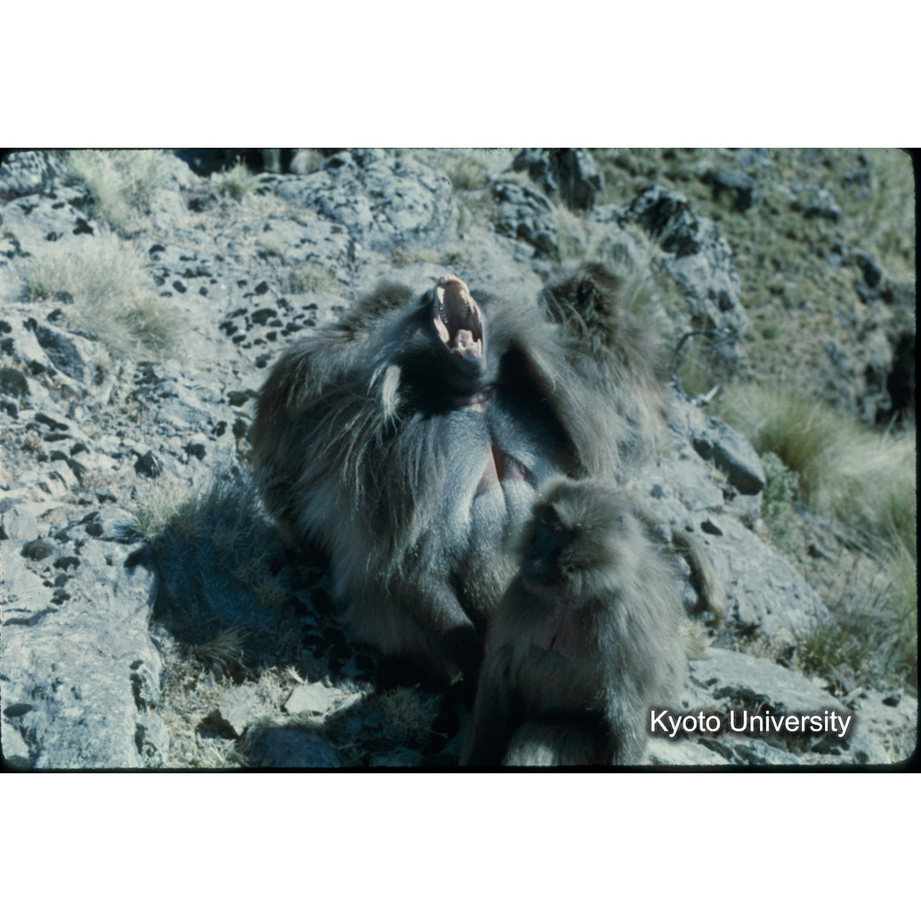 Sm　1973　1496 (1)